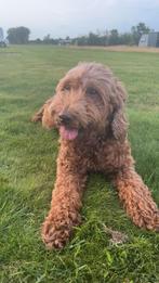Australian Labradoodle pups aankondiging (kleine medium), Dieren en Toebehoren, 8 tot 15 weken, CDV (hondenziekte), Meerdere, Meerdere dieren