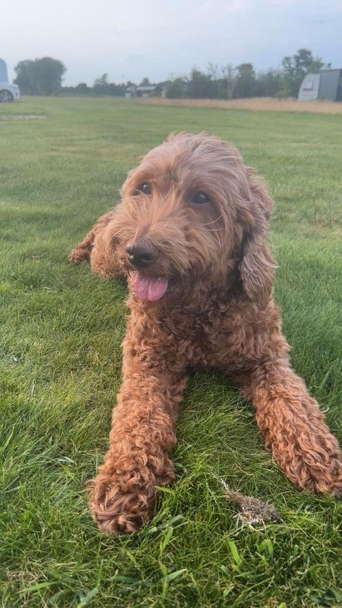 Australian Labradoodle pups aankondiging (kleine medium), Dieren en Toebehoren, Honden | Niet-rashonden, Middel, Meerdere dieren