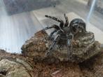 Aphonopelma seemani Zebra, Dieren en Toebehoren