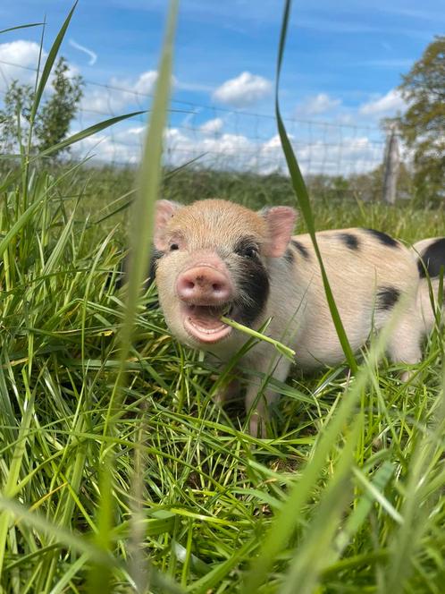 🐽Boerderijdieren te koop!🐣, Dieren en Toebehoren, Schapen, Geiten en Varkens, Geit, Meerdere dieren, 0 tot 2 jaar