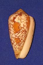 Schelpen, Conus behelokansis, Ophalen of Verzenden, Schelp(en)