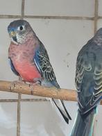 Bourkesparkieten te koop, Dieren en Toebehoren, Vogels | Parkieten en Papegaaien, Meerdere dieren, Parkiet