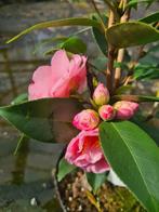 Camelia Spring Festival ca. 150 cm hoog, Tuin en Terras, Planten | Struiken en Hagen, Ophalen of Verzenden, Overige soorten, Struik