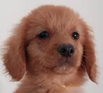 Laatste Nova Scotia Duck Tolling Retriever pup, Rabiës (hondsdolheid), 8 tot 15 weken, Eén hond, Nederland