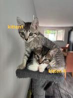Kitten 9 weken, Dieren en Toebehoren, Katten en Kittens | Overige Katten, Kater, Kortharig, 0 tot 2 jaar