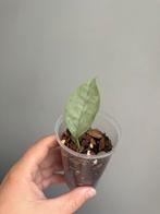 Hoya coriacea (silver), Ophalen, Overige soorten, Minder dan 100 cm