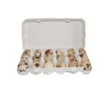 Gezocht: eierdozen voor kwarteleitjes, Dieren en Toebehoren, Pluimvee, Geslacht onbekend, Overige soorten