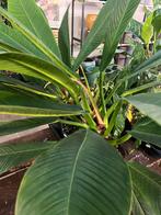 Philodendron met lange elegante bladeren (80 cm), Ophalen of Verzenden