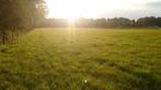 Te koop: prachtig weiland (agrarisch grond 1 hectare), Dieren en Toebehoren, Stalling en Weidegang