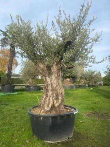 Oude Olijfboom te koop met mooie vertakking in de kruin BA35 beschikbaar voor biedingen