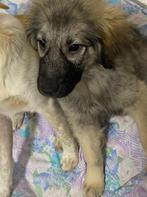 Nilla – Het enige overlevende meisje dat wacht op een wonder, Dieren en Toebehoren, Particulier, Rabiës (hondsdolheid), 15 weken tot 1 jaar