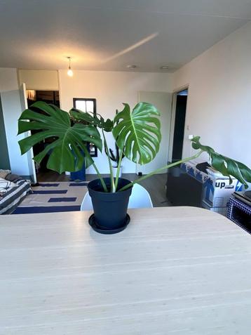 Monstera Plant 70cm beschikbaar voor biedingen