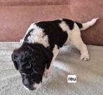 Koningspoedel pups, Dieren en Toebehoren, Poedel, 8 tot 15 weken, CDV (hondenziekte), Meerdere