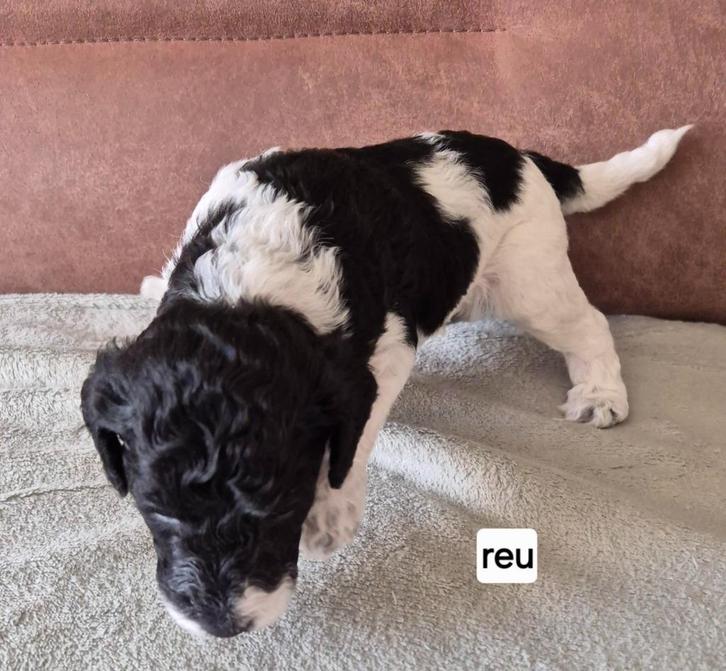 Konings poedel pups, Dieren en Toebehoren, Honden | Chihuahua's en Gezelschapshonden, Meerdere dieren, Poedel, Particulier, Meerdere