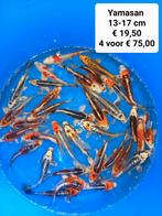 Vijvervissen, kois  steuren etc., Karper of Koi