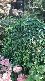 Klimop, Hedera helix, Ophalen of Verzenden, Zomer, Klimplanten, Halfschaduw