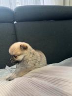 Pomeranian, November, Mannelijk