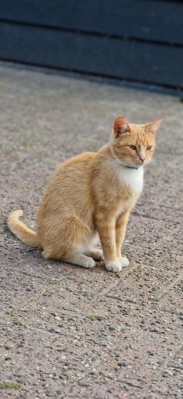 Onze lieve Pommelien zoekt een nieuw thuis. beschikbaar voor biedingen