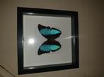 Vlinder in lijst haakje voor op te hangen afgebroken, Huis en Inrichting, Woonaccessoires | Lijsten, Ophalen, Minder dan 50 cm