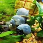 Blauwe Appelslakken, Dieren en Toebehoren, Vissen | Aquariumvissen, Slak of Weekdier, Zoetwatervis