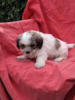 Te koop mooie kleinblijvende speelse boomer  pups, Dieren en Toebehoren, Honden | Chihuahua's en Gezelschapshonden, CDV (hondenziekte)