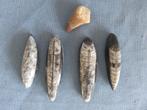 Fossiele Orthoceras  en dinosaurus tand - 100 - 350 miljoen, Ophalen of Verzenden
