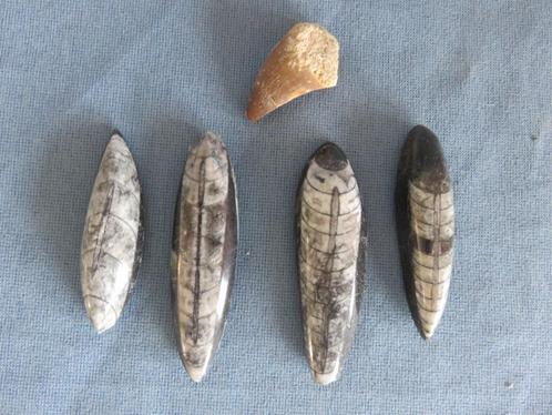 Fossiele Orthoceras  en dinosaurus tand - 100 - 350 miljoen, Antiek en Kunst, Curiosa en Brocante, Ophalen of Verzenden