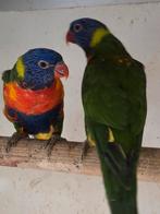 Lori van de blauwe bergen, Dieren en Toebehoren, Vogels | Parkieten en Papegaaien, Geslacht onbekend, Parkiet