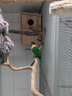 Zwartkop caique, Vrouwelijk, Papegaai, Geringd