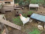 Grote witte haan, Dieren en Toebehoren, Pluimvee, Mannelijk, Kip