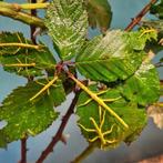 Diapherodes gigantea nimfen, Bijen