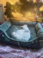 Malatez puppy, Dieren en Toebehoren, Honden | Chihuahua's en Gezelschapshonden, Maltezer, CDV (hondenziekte), 8 tot 15 weken, Meerdere