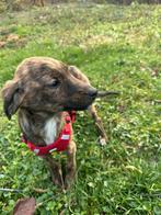 Dalal – klein meisje met een rustig hart, Dieren en Toebehoren, Honden | Niet-rashonden, Particulier, Rabiës (hondsdolheid), 15 weken tot 1 jaar