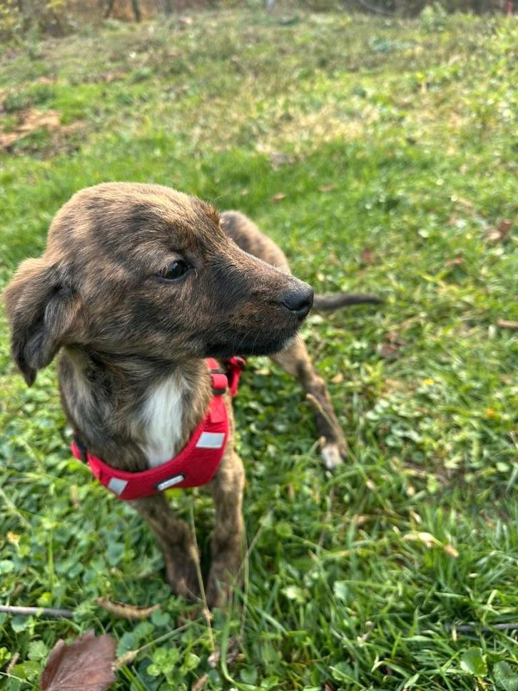 Dalal – klein meisje met een rustig hart, Dieren en Toebehoren, Honden | Niet-rashonden, Klein, Teef, Particulier, Eén hond, Buitenland