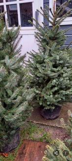 Mooie volle kerstbomen in pot of met kluit  in Ewijk, Ophalen of Verzenden