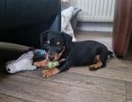 Te koop prachtige jack russel Black and tan reutje puppy, Dieren en Toebehoren, Honden | Jack Russells en Terriërs, Jack Russell Terriër