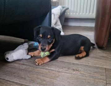 Te koop prachtige jack russel Black and tan reutje puppy  beschikbaar voor biedingen
