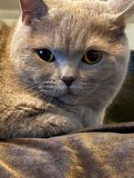 Britse korthaar lichtgrijs, Dieren en Toebehoren, Katten en Kittens | Overige Katten, Kater