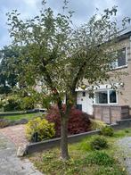 Appelboom zelf verwijderen, Tuin en Terras, Ophalen, Appelboom, Lente