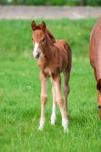 Goudkleurig dressuur merrieveulen met gouden karakter!, Dieren en Toebehoren, Paarden, Merrie, Niet van toepassing, Gechipt, 0 tot 2 jaar