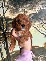 Prachtige Toy poedel pups te koop! Wij mogen verhuizen!, Overige rassen, CDV (hondenziekte), 8 tot 15 weken, Meerdere