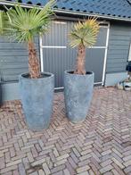 Plantenpotten met plant, Tuin en Terras, Bloembakken en Plantenbakken, Ophalen, Rond