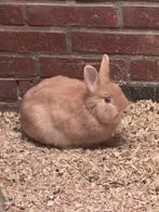 2 vrouwtjes konijnen, Dieren en Toebehoren, Konijnen, Vrouwelijk