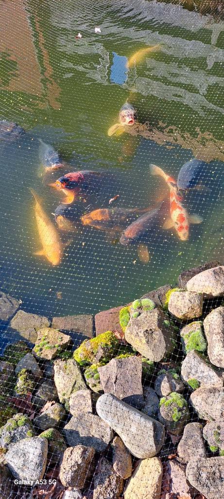 Koi's  + alle toebehoren vijver te koop, Dieren en Toebehoren, Vissen | Vijvervissen, Karper of Koi