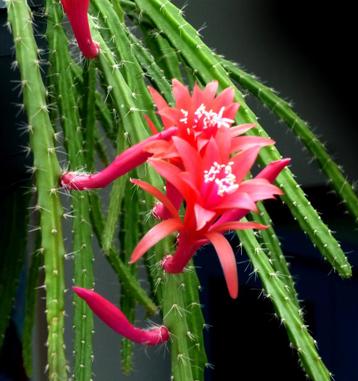 Staart cactus - slangencactus - Aporocactus MELANIE beschikbaar voor biedingen