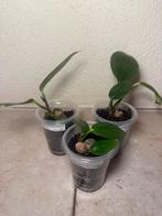 Philodendron dragons tail, Ophalen of Verzenden, Halfschaduw, Minder dan 100 cm