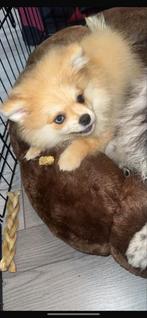 Pomeriaan, Particulier, 15 weken tot 1 jaar, Buitenland, Teef