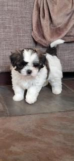 Boomer pups, Dieren en Toebehoren, Honden | Niet-rashonden, 8 tot 15 weken, Meerdere, Meerdere dieren, Klein