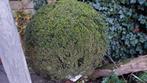 Buxus bol, buxusbol vorm 110cm !, Tuin en Terras, Ophalen of Verzenden, Buxus, Struik, 100 tot 250 cm