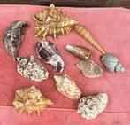 Decoratieve schelpen, Verzamelen, Mineralen en Fossielen, Ophalen of Verzenden, Schelp(en)